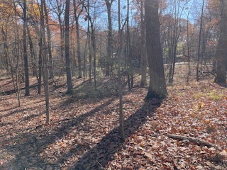 2096 Wolpers Road Park Forest, IL 60466 - Photo 8 of 17 a view of a yard with trees