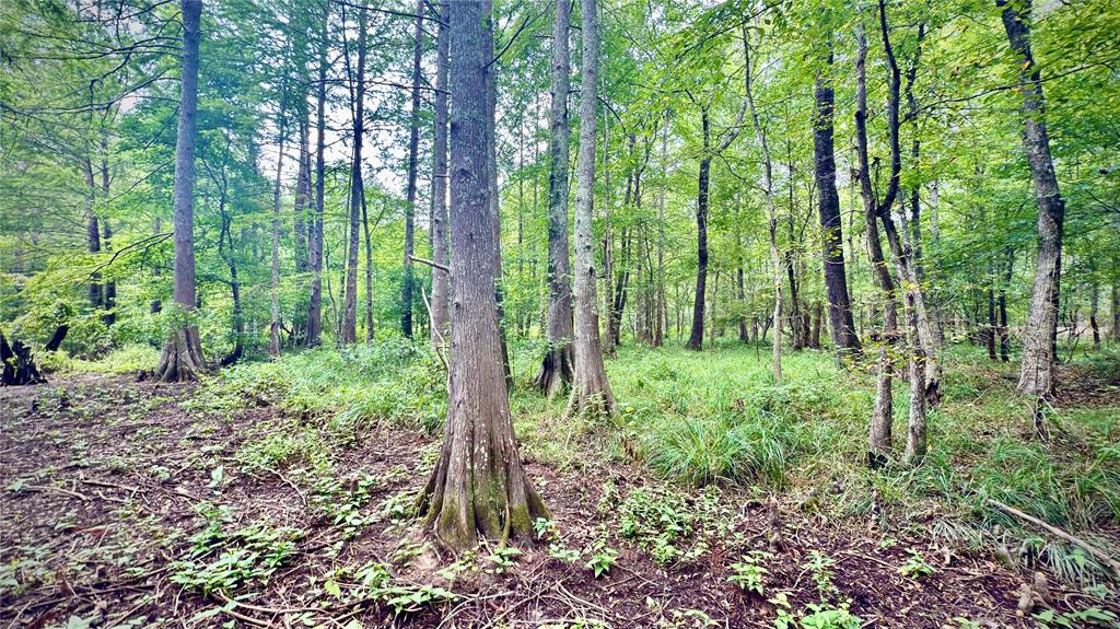 0 Winn School Road Hosston, LA 71043 - Photo 13 of 27 a view of forest