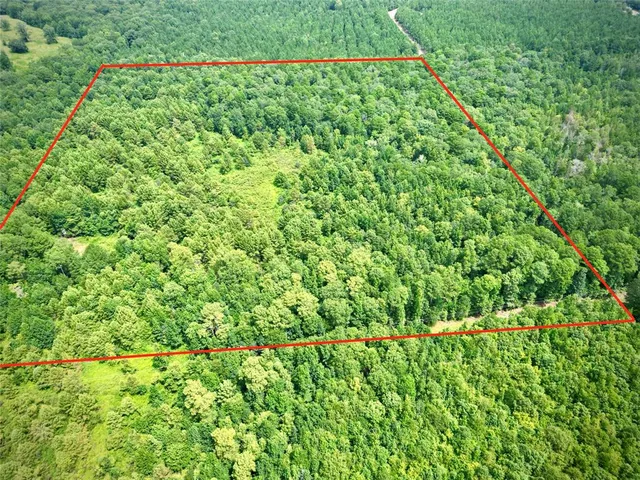 a view of a lush green forest