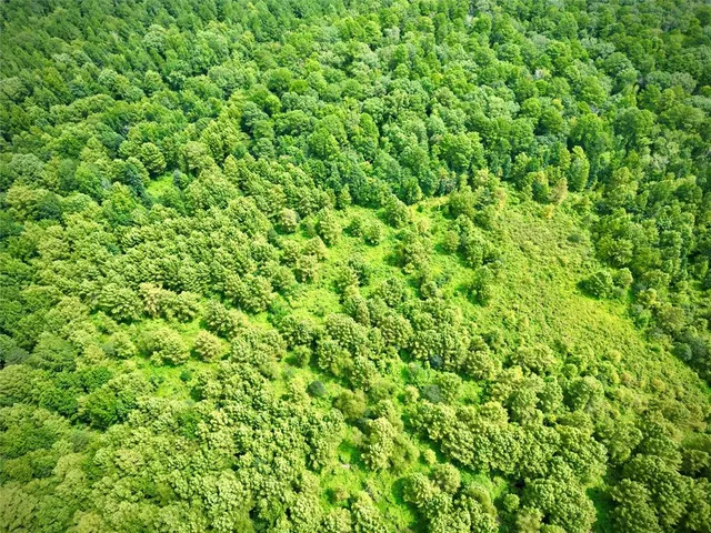 a view of a lush green forest