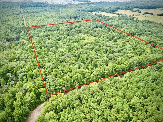 a view of a lush green forest