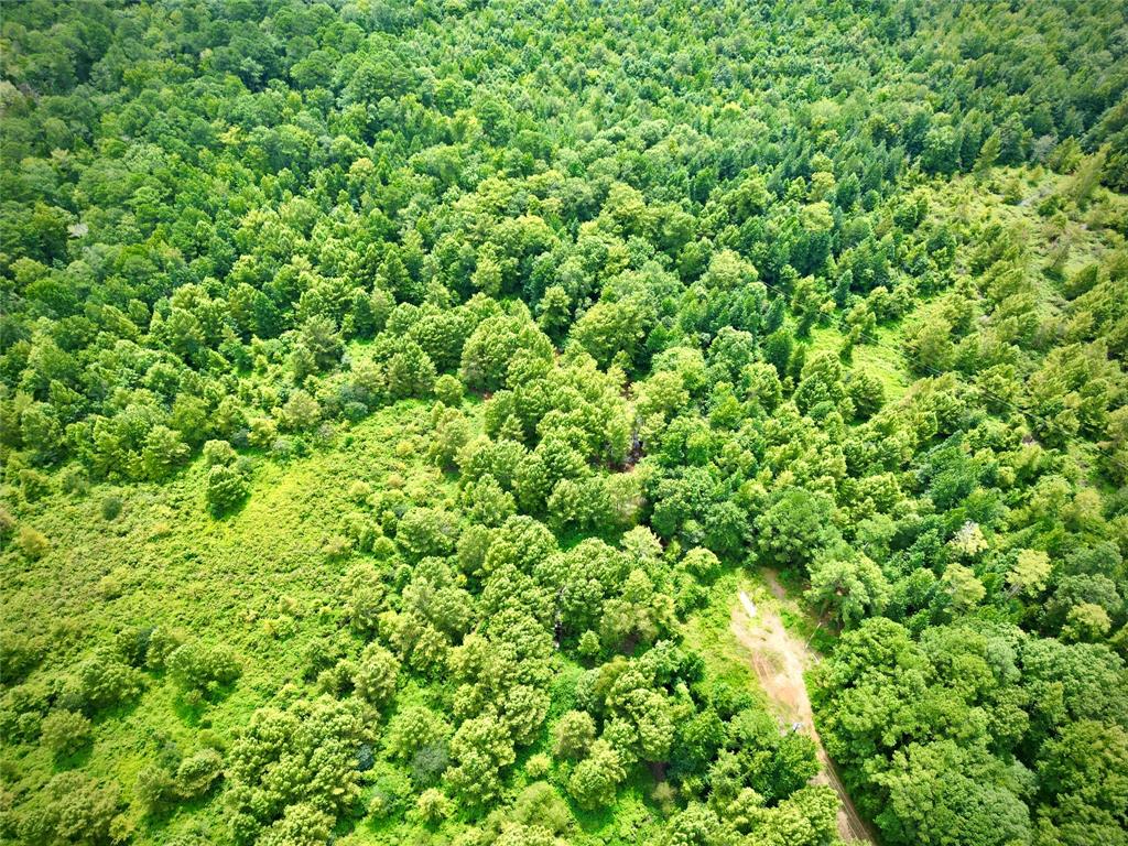 0 Winn School Road Hosston, LA 71043 - Photo 21 of 27 a view of a lush green forest