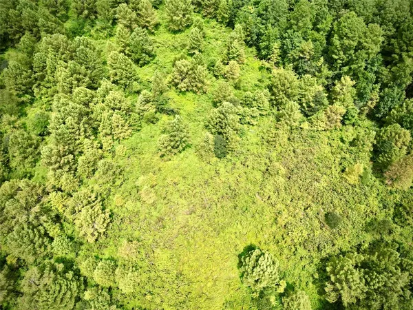 a view of a big yard with plants and large trees