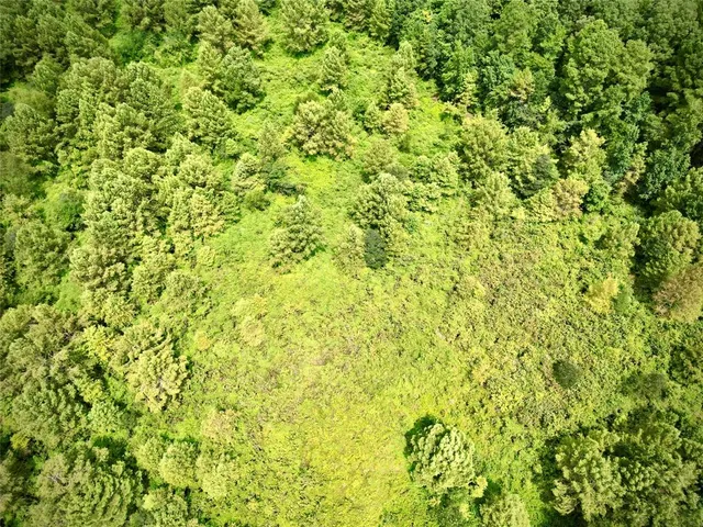 a view of a big yard with plants and large trees