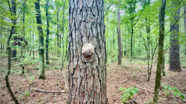 a view of outdoor space and green space