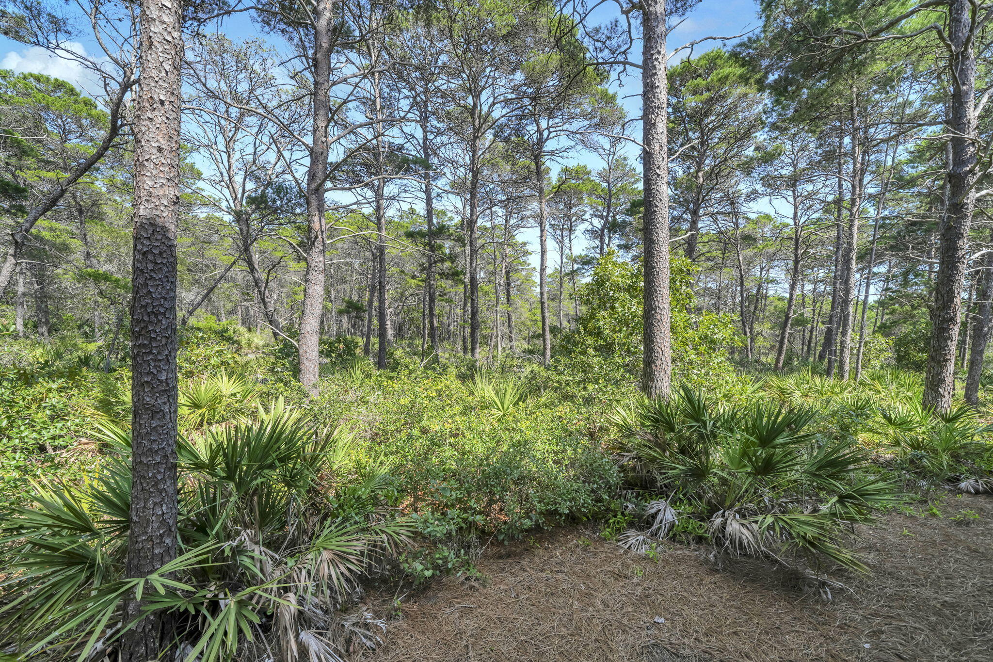 80 East Milestone Dr Inlet Beach, Unit A Inlet Beach, FL 32461 - Photo 37 of 50 Nature