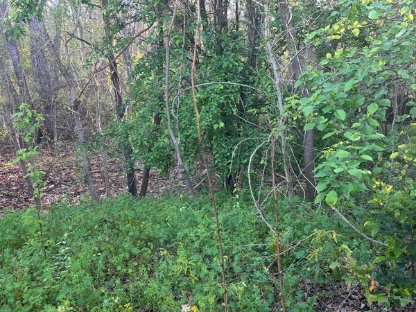 a view of a lush green forest