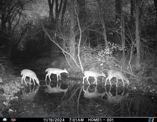 27770 Zook Road Richwood, OH 43344 - Photo 66 of 67 photo 2 deer