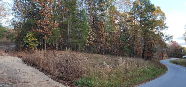 a view of a forest with trees in the background