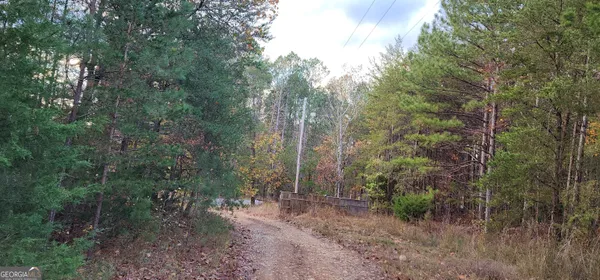 a view of a forest with trees in the background