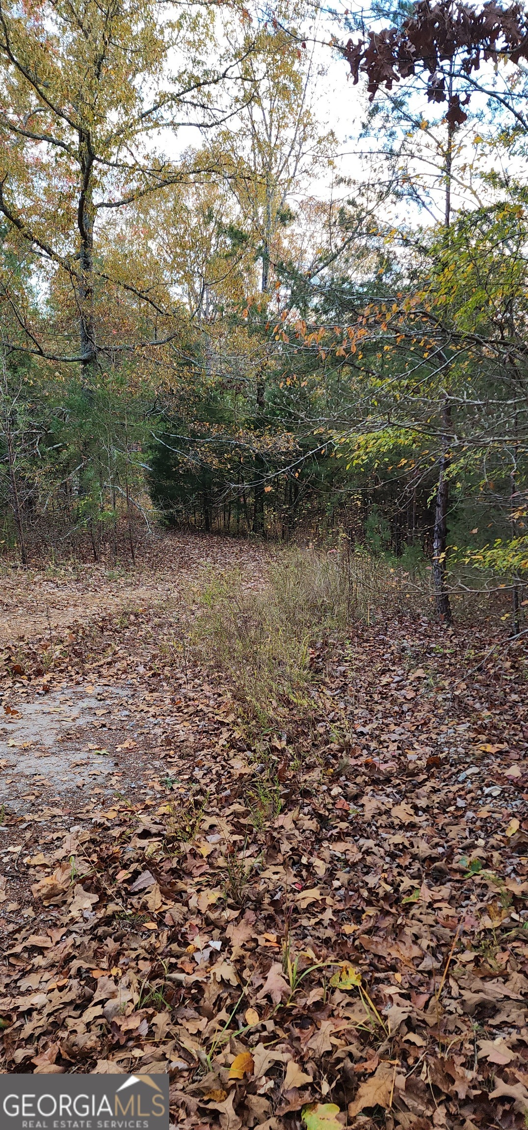 745 Brewster Field Road Cedartown, GA 30125 - Photo 7 of 18 a view of a field with plants and trees
