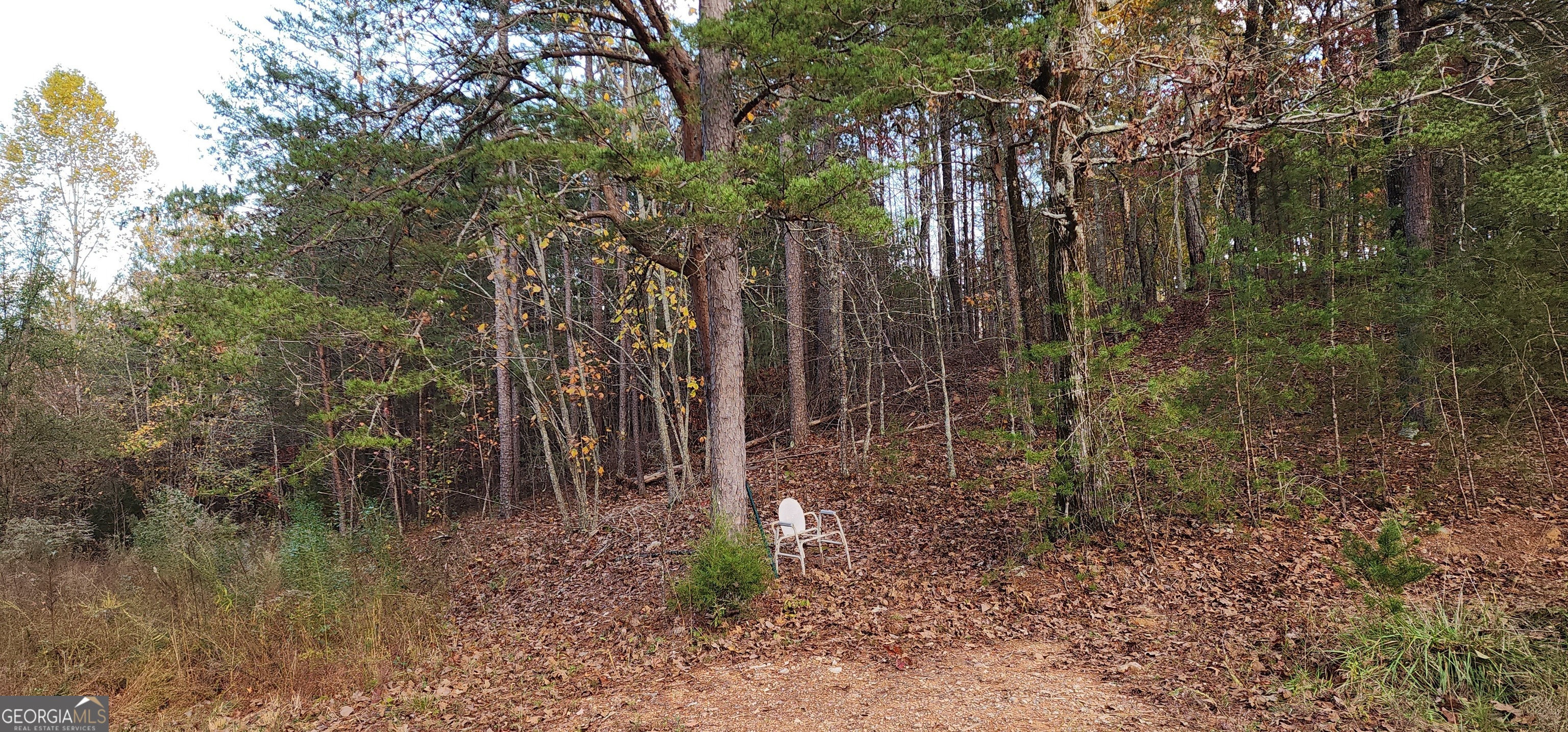 745 Brewster Field Road Cedartown, GA 30125 - Photo 8 of 18 a view of a forest with trees