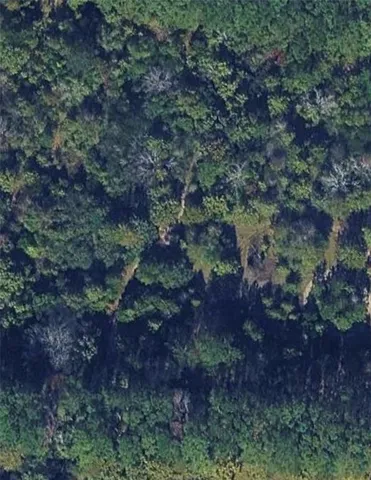 a view of a forest in a forest