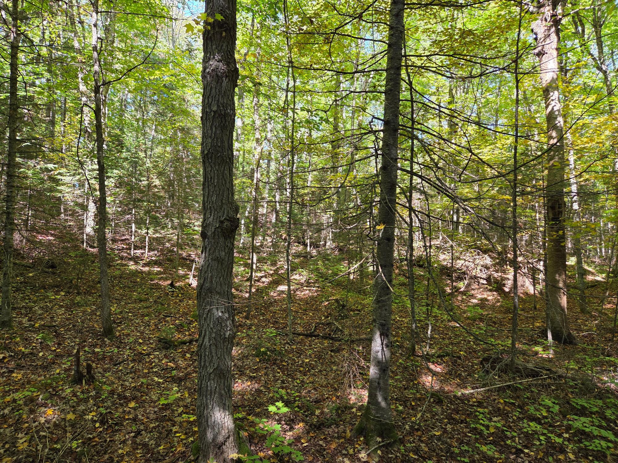 On Moonshine Valley Road, Unit 2AC Presque Isle, WI 54557 - Photo 6 of 7 Gallery Image 6