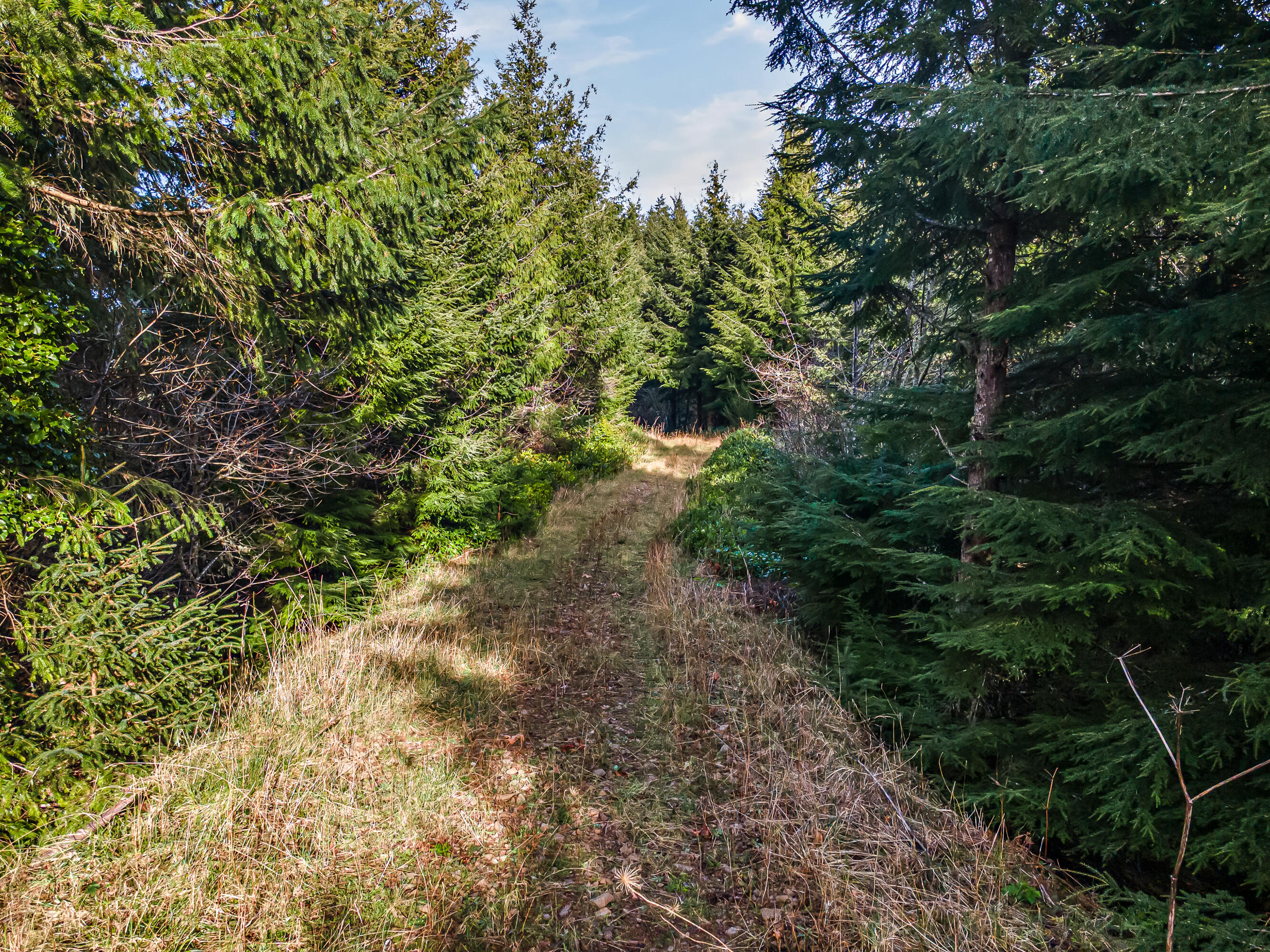 0 Criteser Loop Toledo, OR 97391 - Photo 16 of 31 DJI_0662