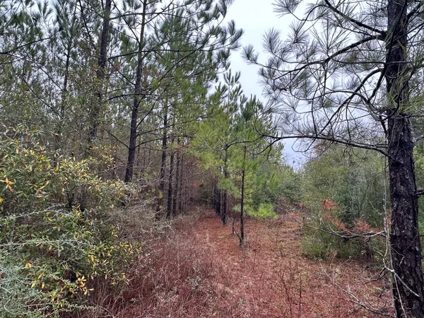 a view of a forest with trees