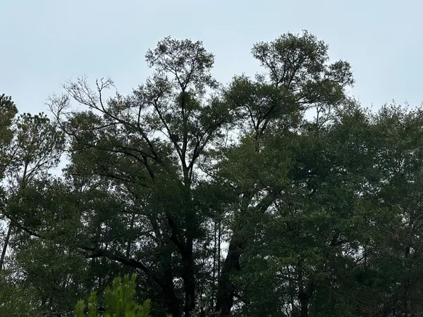 a view of tree