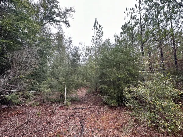 a view of a forest filled with trees