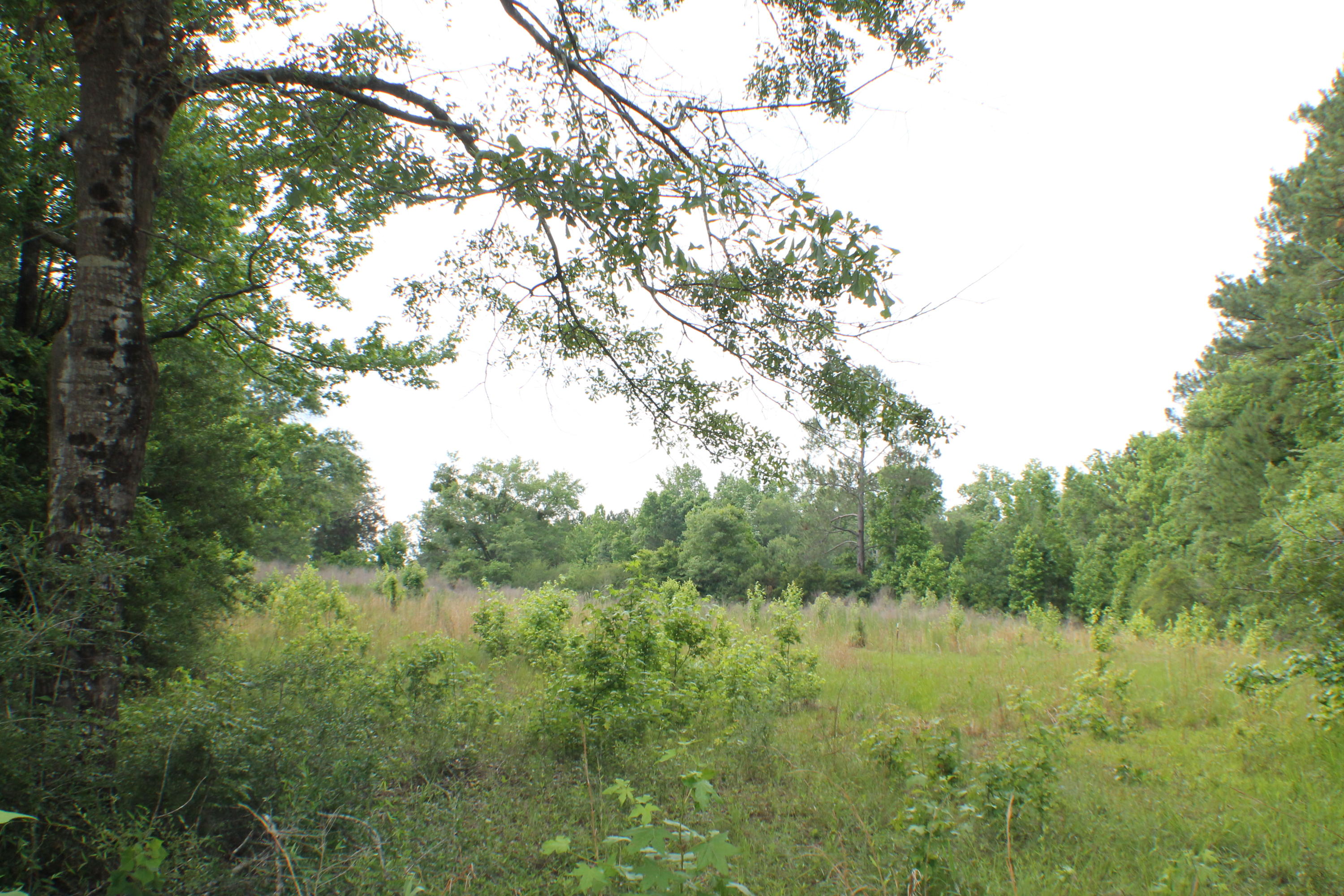 3960 Millside Road Laurel Hill, FL 32567 - Photo 21 of 35 IMG_7072
