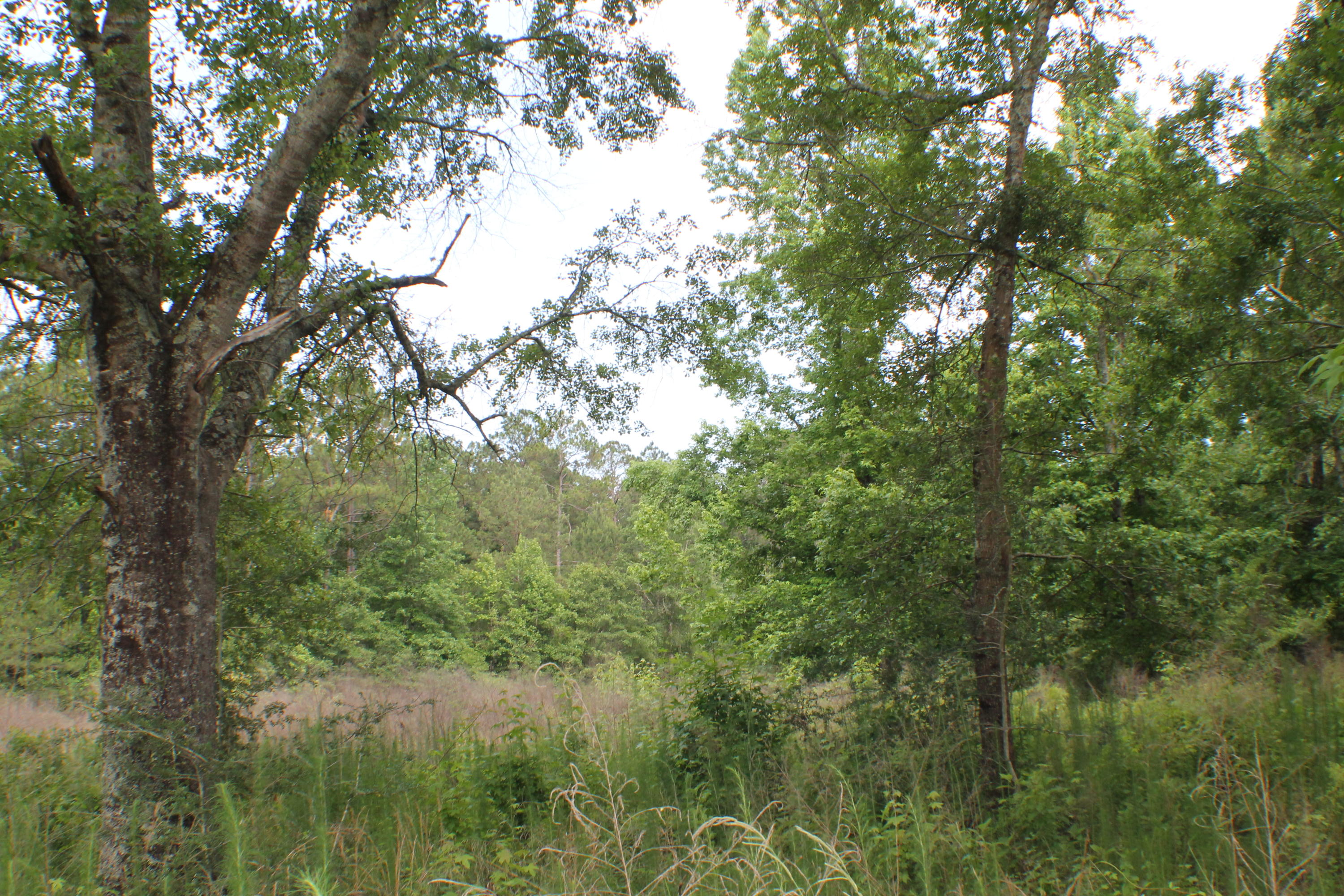 3960 Millside Road Laurel Hill, FL 32567 - Photo 23 of 35 IMG_7074