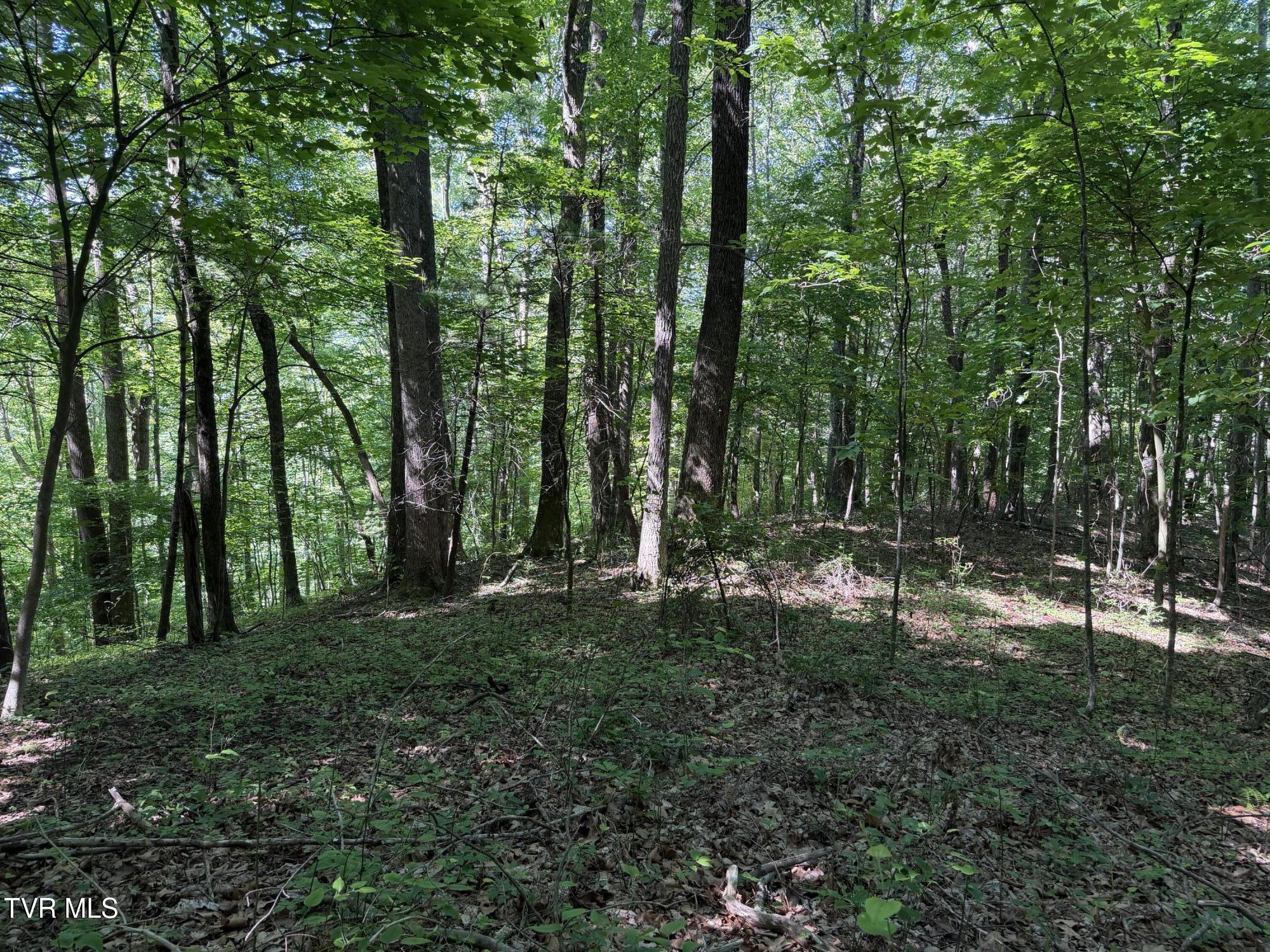 1575 Rice Creek Road Flag Pond, TN 37657 - Photo 43 of 45 IMG_6416