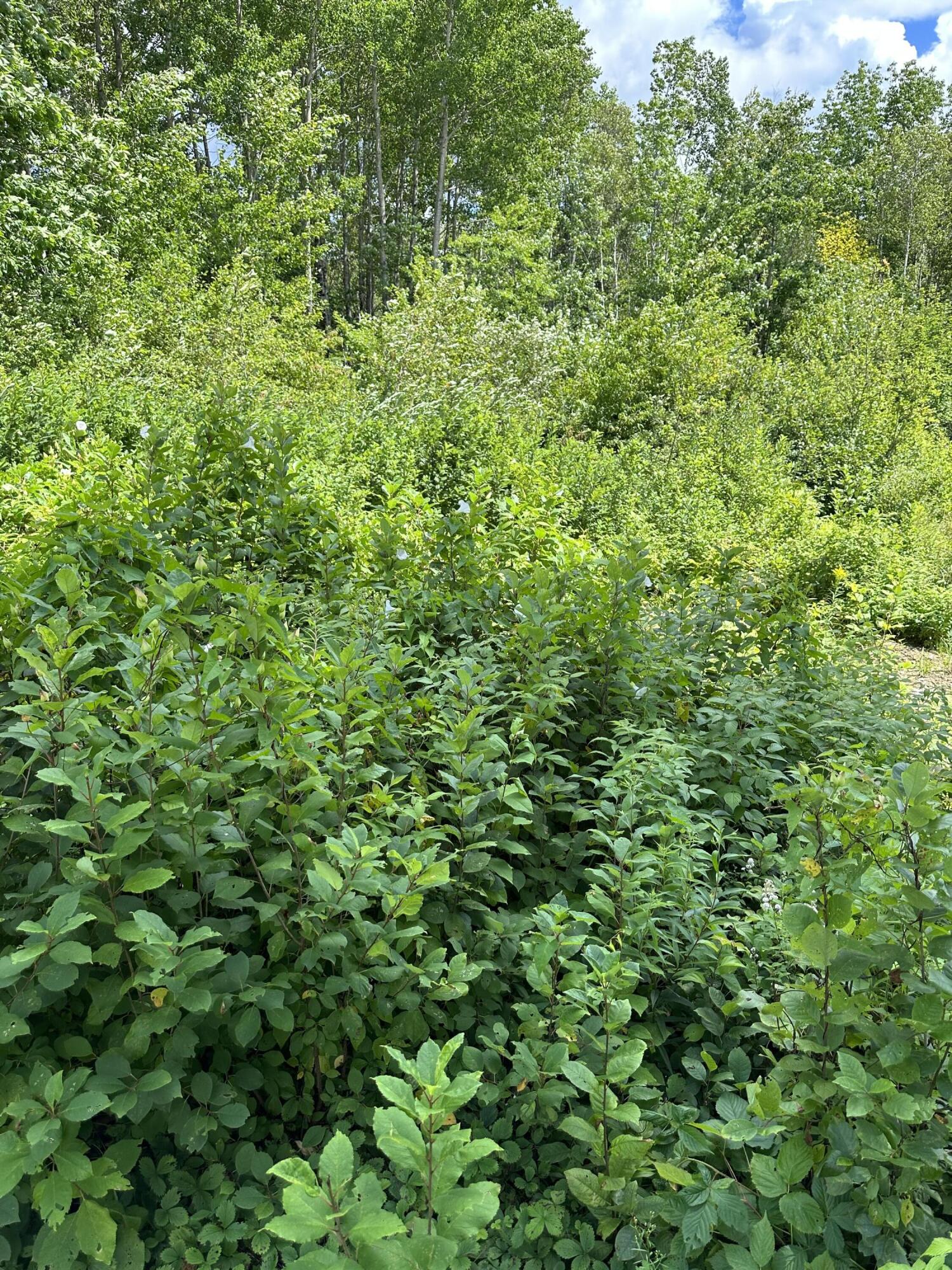 79 Caler Road Columbia Falls, ME 04623 - Photo 2 of 8 IMG_7921