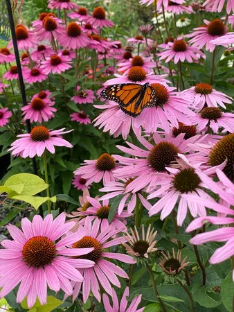 an aerial view of a house with a yard and swimming pool