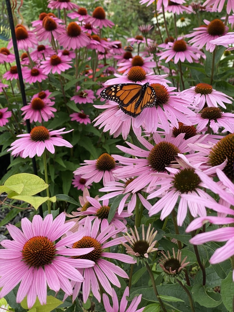 210 6th Street Mendota, IL 61342 - Photo 20 of 27 a view of a flower