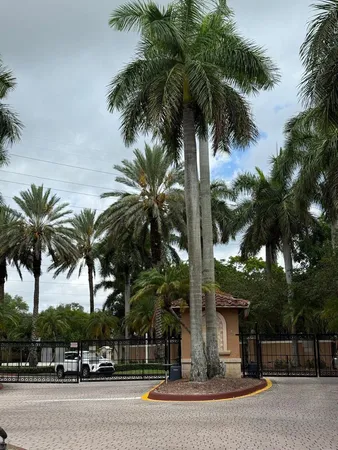 a view of a palm trees