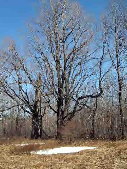 Lot A Stebbins Road Otis, MA 01253 - Photo 4 of 4 a view of a yard with a tree
