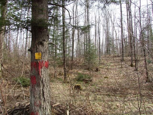 14-acres Starks Settlement Road Laona, WI 54541 - Photo 11 of 12 Gallery Image 11