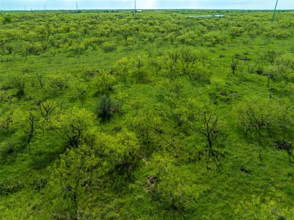 a view of a big yard with plants and large trees