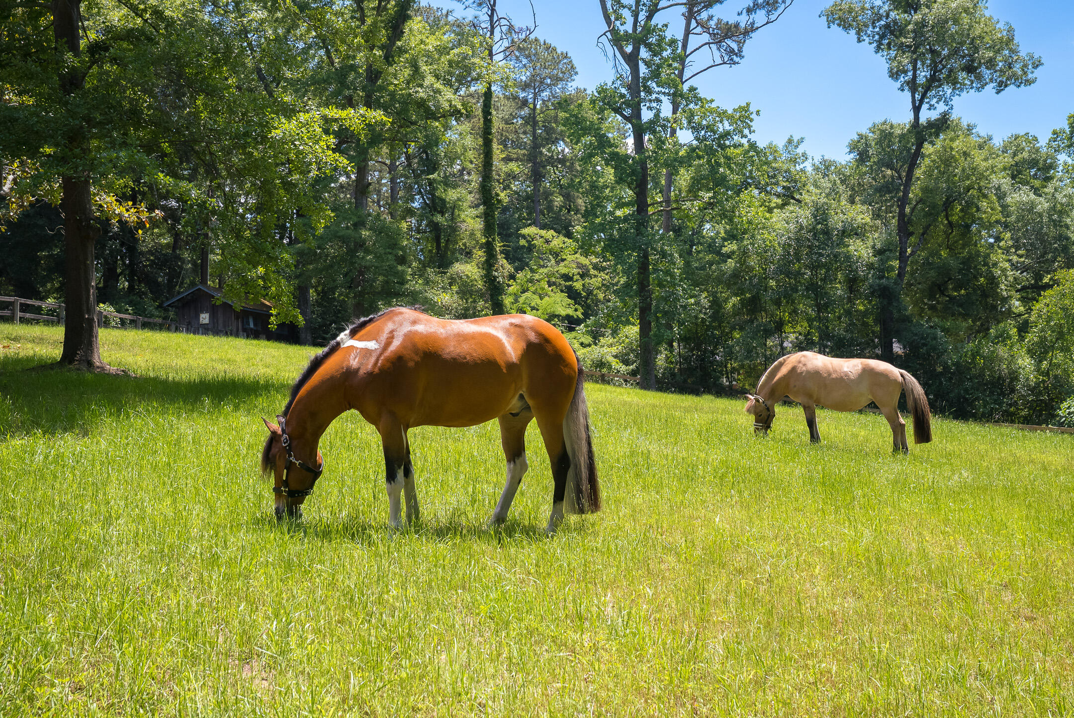 1039 Clark Road Southwest Aiken, SC 29803 - Photo 55 of 80