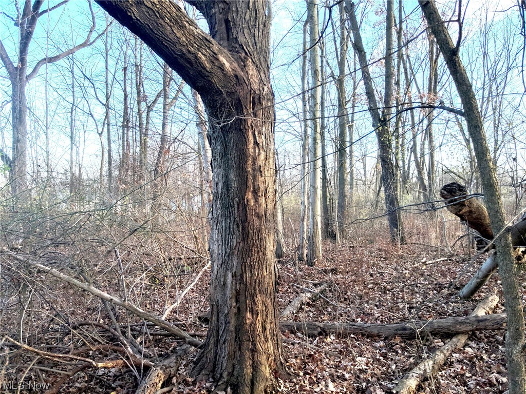 0 South Meridian Road Youngstown, OH 44515 - Photo 12 of 24 View of nature