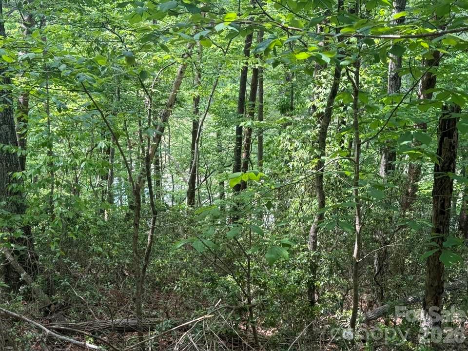 0 Canoe Drive, Unit 44 Mill Spring, NC 28756 - Photo 16 of 34 a view of a lush green forest