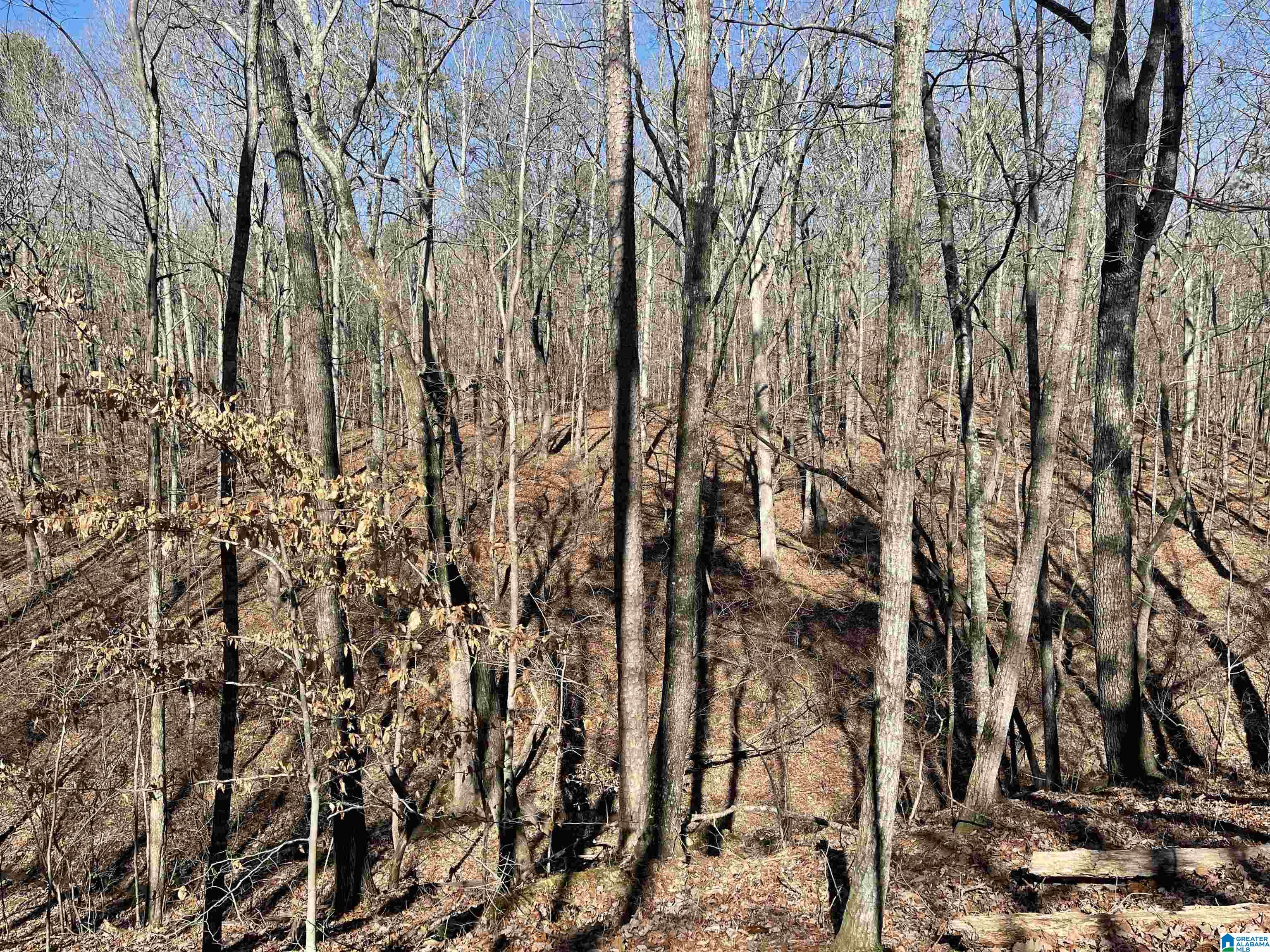0 County Road 852, Unit 3 Ranburne, AL 36273 - Photo 2 of 23