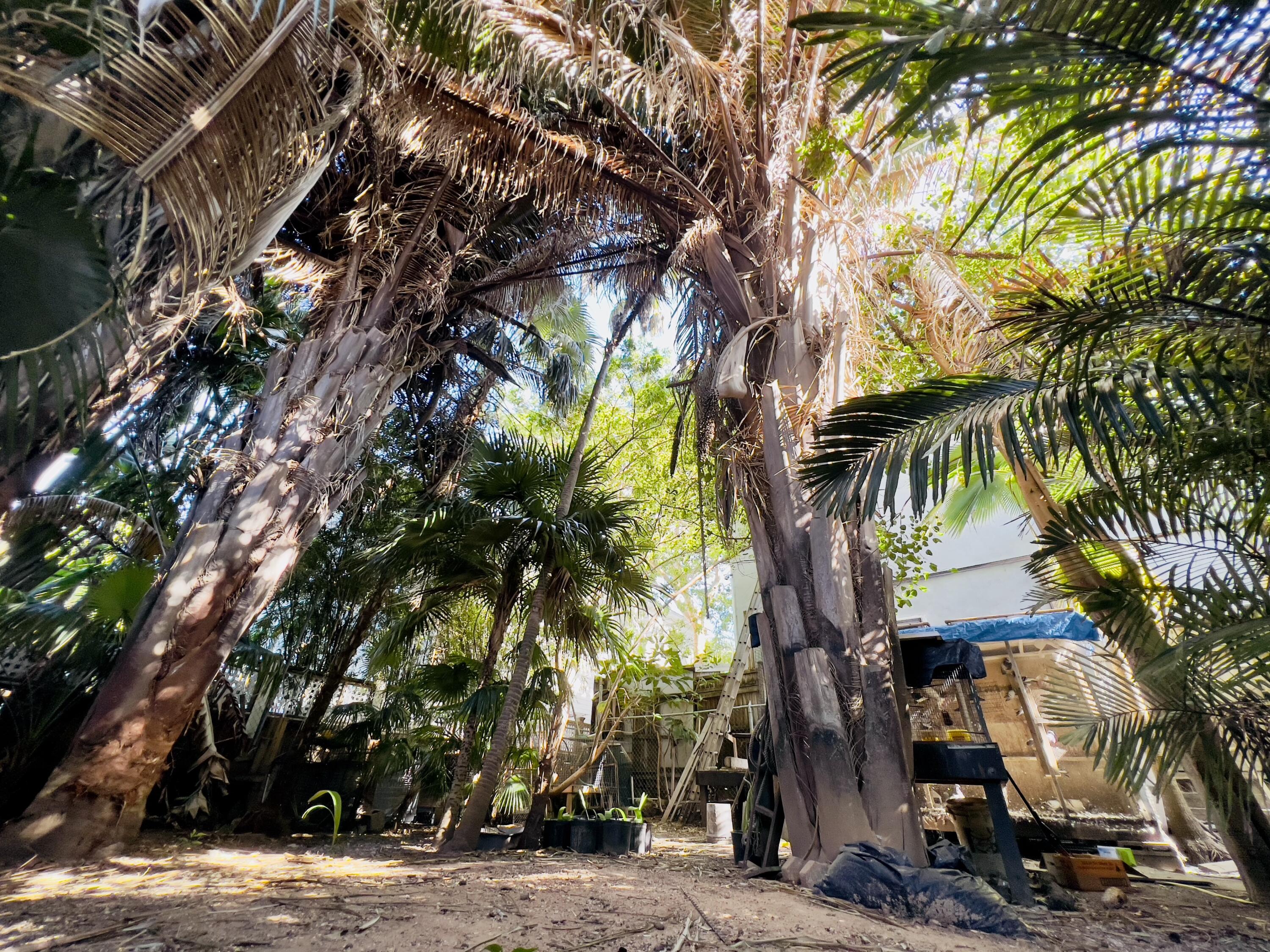 511 Tabby Way Key West, FL 33040 - Photo 3 of 6 a backyard of a house with lots of green space