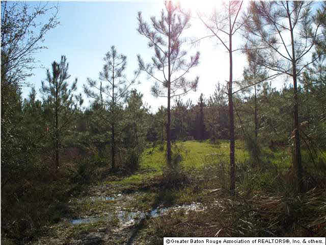 Tract A-1 Marie Hutchinson Road Springfield, LA 70462 - Photo 3 of 5