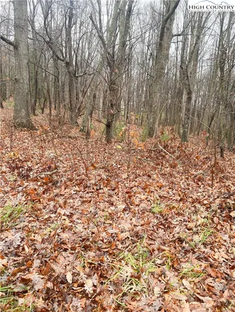 a view of a backyard with large trees