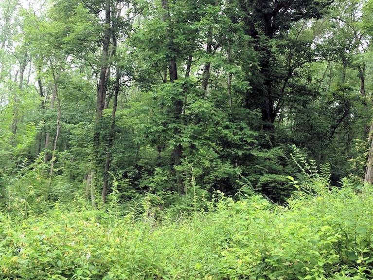 0 Strout Road Clarksville, OH 45113 - Photo 1 of 1 Gallery Image 1