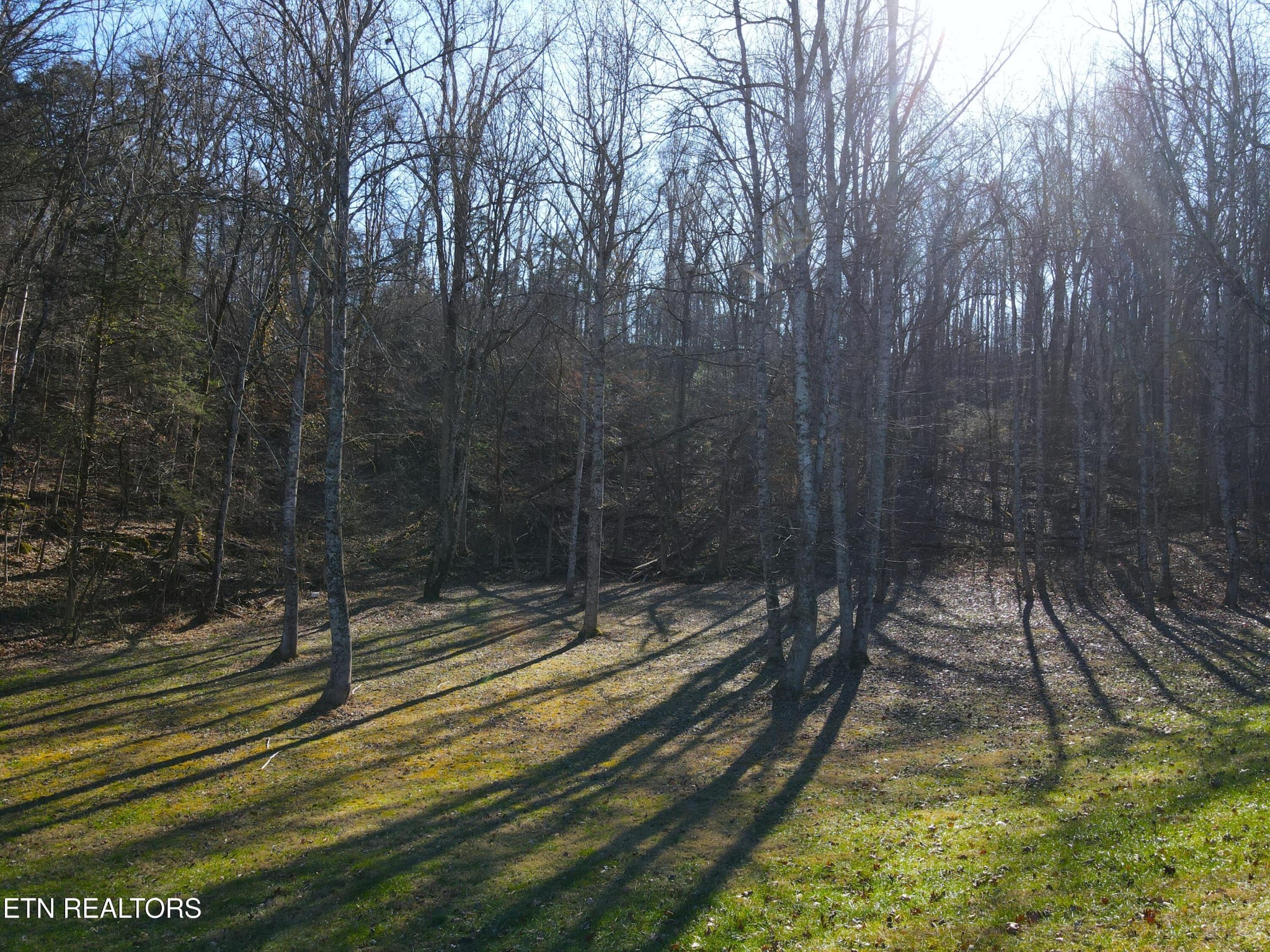 116 Brookstone Road Parrottsville, TN 37843 - Photo 14 of 31 a view of a yard