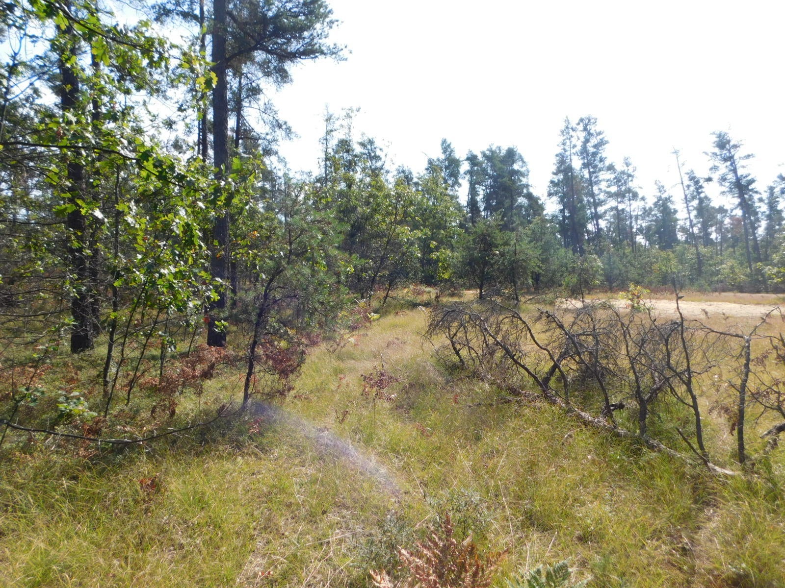 Simba Trail Grayling, MI 49738 - Photo 7 of 11 Gallery Image 7