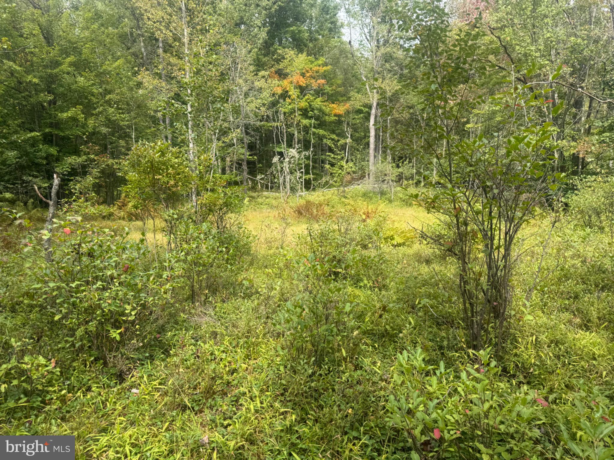 0 Mt Alton Road Limestone, NY 14753 - Photo 19 of 28 Gallery Image 19