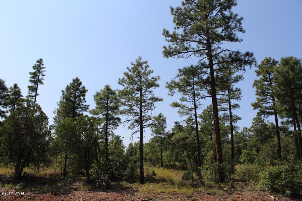 6004 Rim Road Lakeside, AZ 85929 - Photo 4 of 14 Gallery Image 4