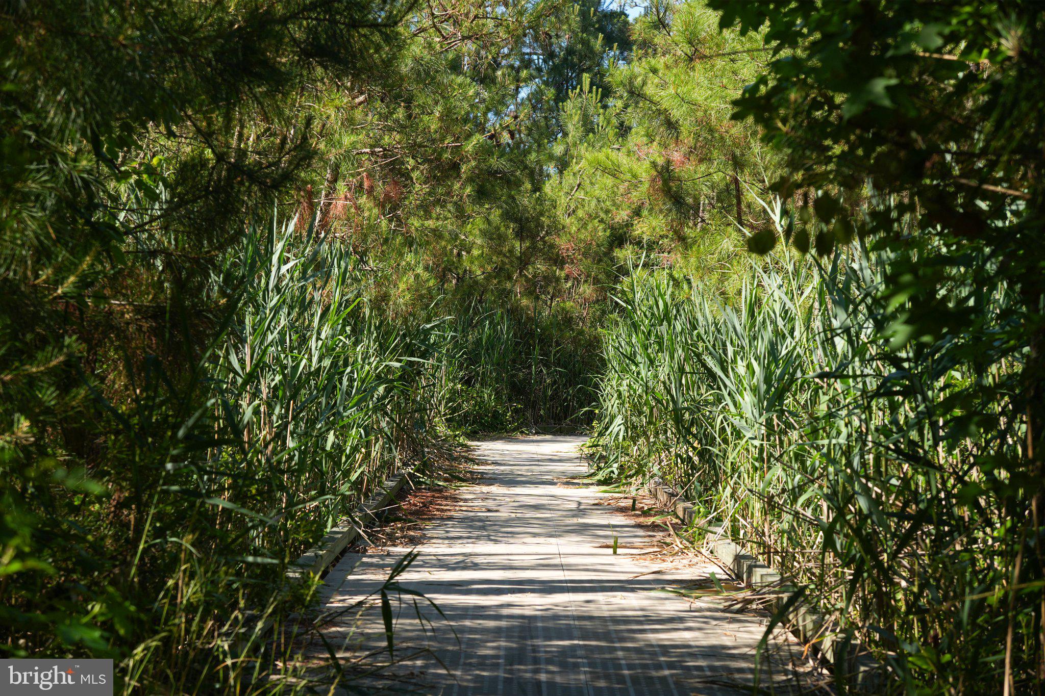 402 Salt Pond Road Bethany Beach, DE 19930 - Photo 52 of 55 Serene path through lush greenery.
