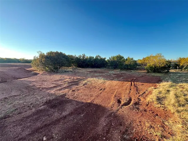 a yard with tall trees