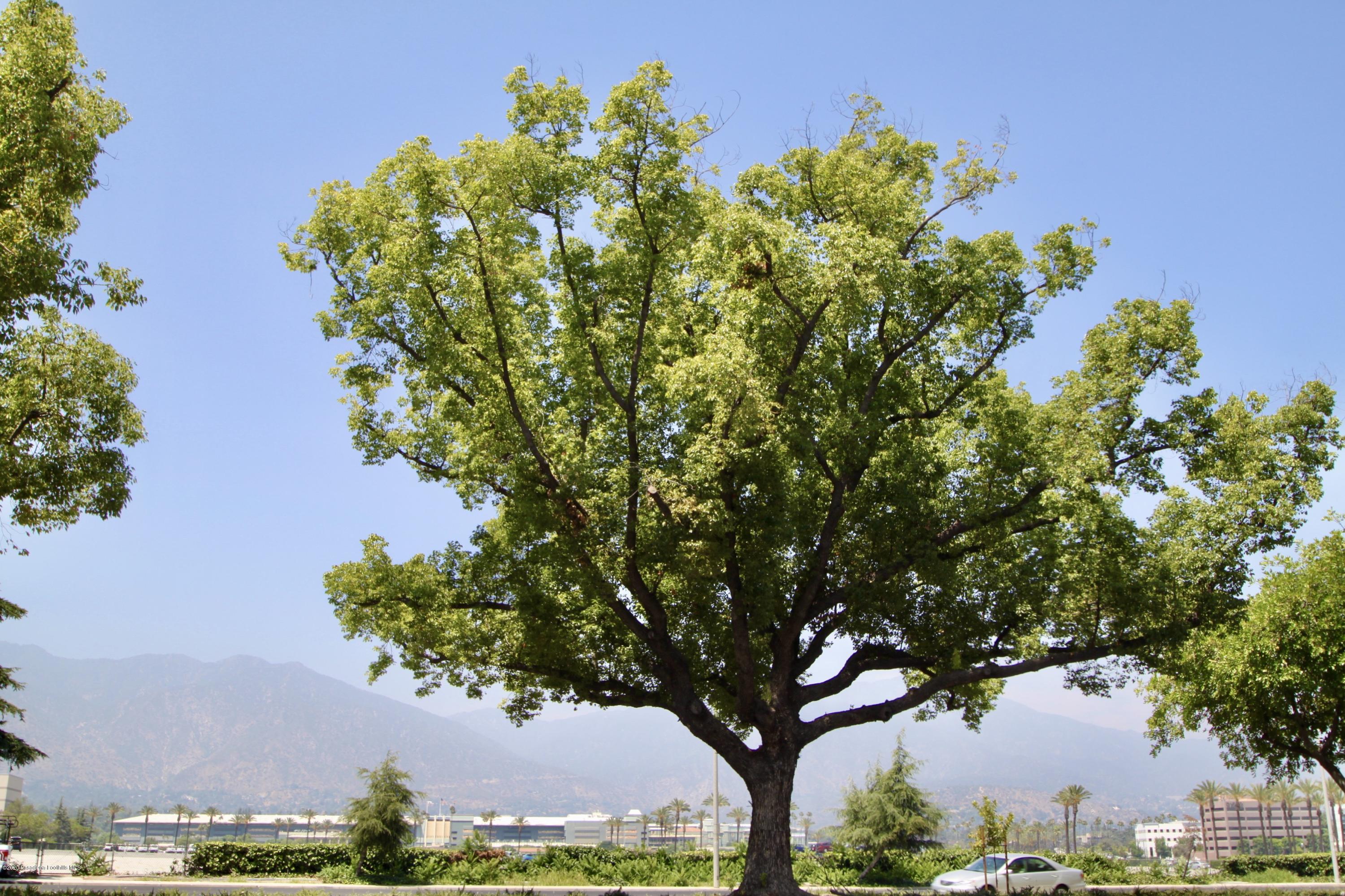 901 West Duarte Road Arcadia, CA 91007 - Photo 7 of 11 a picture of plants