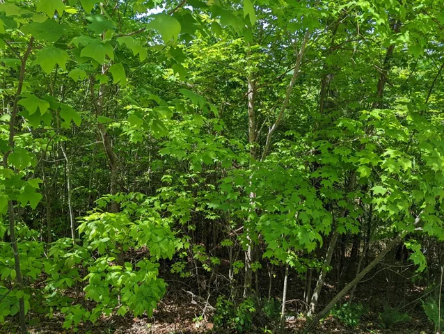 $10,000 | Tbd Heritage Trail, Brasstown, NC 28902