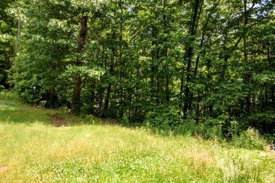 799 Roddy Road Spring City, TN 37381 - Photo 6 of 7 20192838-5