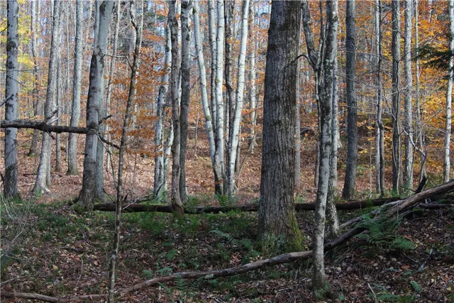 $32,500 | Poolbrook Road, Mount Vision, NY 13810